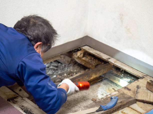 Best Residential Mold Removal  in Ocean City, FL