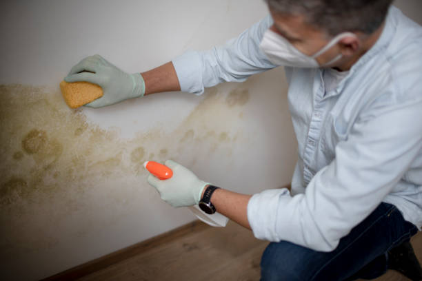 Best Toxic Mold Removal  in Ocean City, FL