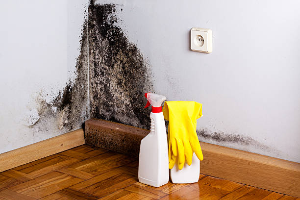 Best Affordable Mold Removal  in Ocean City, FL