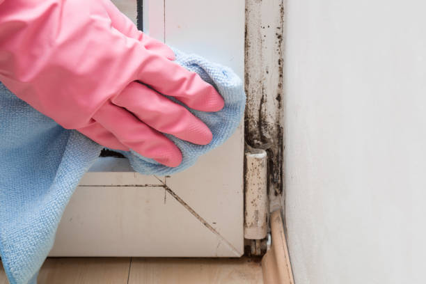 Best Mold Damage Repair  in Ocean City, FL